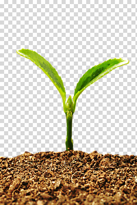 식물 편집 편집이미지 사계절 계절 잎 자연 근접촬영 사람없음 아웃포커스 새싹 흙 봄 성장 PNG 배양토 편집소스 뷰포인트 촬영기법 생태계 파일형식