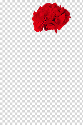 식물 편집 편집이미지 기념일 꽃잎 꽃 컬러 한송이 이벤트 사람없음 빨간색 촬영 어버이날 5월 스승의날 카네이션 감사 5월행사 PNG 편집소스 1 감정 날짜 송이 파일형식