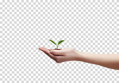 식물 편집 편집이미지 손 사계절 계절 잎 자연 한명 손짓 신체부위 새싹 흙 봄 원예 손모으기 팔 PNG 배양토 줄리아페페 편집소스 1 모션 사람 취미 생태계 파일형식