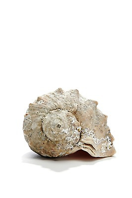 포토 JPG 스튜디오촬영 동물 한마리 계절 자연 어패류 생물 연체동물 실내 누끼 사람없음 여름 한개 바다동물 소라 국내포토 1 바다 무척추동물 내부 수중동물 생태계 파일형식