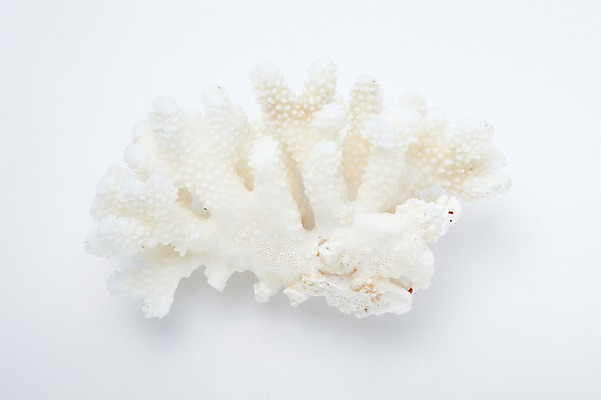 포토 JPG 스튜디오촬영 동물 계절 자연 어패류 생물 실내 사람없음 여름 하이앵글 한개 바다동물 산호 자포동물 국내포토 1 바다 뷰포인트 내부 수중동물 생태계 파일형식