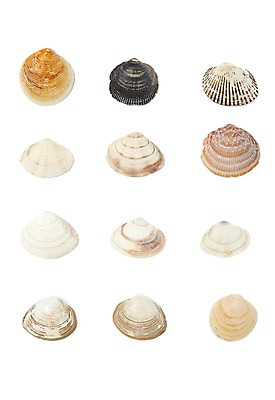 포토 JPG 스튜디오촬영 동물 계절 자연 조개 어패류 생물 연체동물 실내 누끼 사람없음 여름 바다동물 여러개 다양 조개껍데기 일렬 국내포토 바다 다수 무척추동물 내부 수중동물 생태계 파일형식