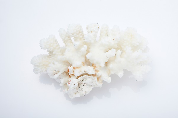 포토 JPG 스튜디오촬영 동물 계절 자연 어패류 생물 실내 사람없음 여름 하이앵글 한개 바다동물 산호 자포동물 국내포토 1 바다 뷰포인트 내부 수중동물 생태계 파일형식