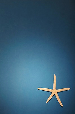 포토 JPG 스튜디오촬영 모양 동물 한마리 계절 별 컬러 백그라운드 불가사리 극피동물 실내 사람없음 여름 한개 모형 주황색 바다동물 동물모형 국내포토 자연요소 1 바다 내부 수중동물 파일형식