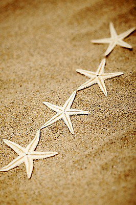 포토 JPG 스튜디오촬영 모양 동물 계절 별 모래 컬러 여러마리 불가사리 극피동물 실내 근접촬영 해변 사람없음 아웃포커스 여름 모래사장 모형 바다동물 여러개 동물모형 베이지색 국내포토 자연요소 바다 뷰포인트 다수 촬영기법 내부 수중동물 파일형식