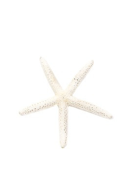 포토 JPG 스튜디오촬영 모양 동물 한마리 계절 별 컬러 불가사리 극피동물 실내 누끼 사람없음 여름 한개 모형 바다동물 동물모형 베이지색 국내포토 자연요소 1 바다 내부 수중동물 파일형식