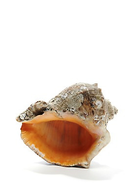 포토 JPG 스튜디오촬영 동물 한마리 계절 자연 어패류 생물 연체동물 실내 누끼 사람없음 여름 한개 바다동물 소라 국내포토 1 바다 무척추동물 내부 수중동물 생태계 파일형식