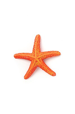 포토 JPG 스튜디오촬영 모양 동물 한마리 계절 별 컬러 불가사리 극피동물 실내 누끼 사람없음 여름 한개 모형 주황색 바다동물 동물모형 국내포토 자연요소 1 바다 내부 수중동물 파일형식