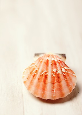 포토 JPG 스튜디오촬영 동물 계절 백그라운드 자연 조개 어패류 생물 연체동물 실내 사람없음 여름 바다동물 조개껍데기 국내포토 바다 무척추동물 내부 수중동물 생태계 파일형식