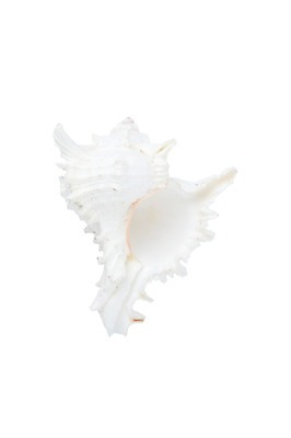 포토 JPG 스튜디오촬영 동물 한마리 계절 컬러 자연 어패류 생물 연체동물 실내 누끼 사람없음 여름 한개 바다동물 흰색 소라 국내포토 1 바다 무척추동물 내부 수중동물 생태계 파일형식