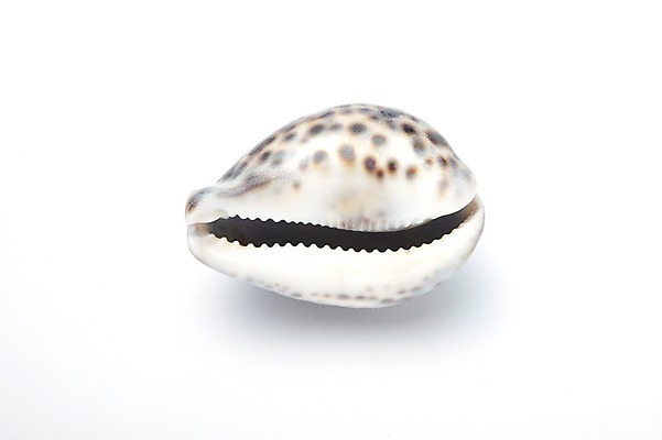 포토 JPG 스튜디오촬영 동물 계절 백그라운드 자연 조개 어패류 생물 연체동물 실내 사람없음 여름 바다동물 조개껍데기 국내포토 바다 무척추동물 내부 수중동물 생태계 파일형식