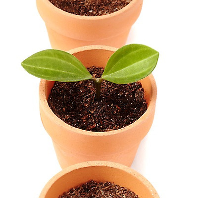 포토 JPG 스튜디오촬영 식물 계절 화분 화초 잎 생명 실내 누끼 근접촬영 사람없음 라이프 하이앵글 새싹 흙 봄 원예식물 배양토 국내포토 뷰포인트 내부 생활 파일형식