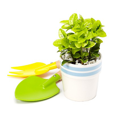 포토 JPG 스튜디오촬영 식물 계절 화분 화초 잎 생명 실내 누끼 사람없음 라이프 하이앵글 봄 모종삽 삽 원예식물 미니화분 미니사철 사철나무 국내포토 나무 뷰포인트 내부 생활 파일형식