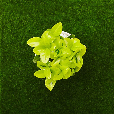 포토 JPG 스튜디오촬영 식물 계절 화분 화초 잎 생명 실내 잔디 사람없음 라이프 하이앵글 봄 원예식물 미니화분 미니사철 사철나무 국내포토 나무 뷰포인트 내부 생활 파일형식