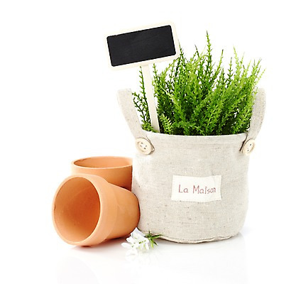 포토 JPG 스튜디오촬영 식물 계절 꽃잎 꽃 화분 화초 잎 생명 광고판 실내 누끼 사람없음 라이프 봄 팻말 알림 원예식물 국내포토 프레임 알림판 내부 생활 판 파일형식