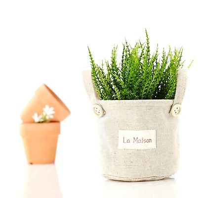 포토 JPG 스튜디오촬영 식물 계절 꽃잎 꽃 화분 화초 잎 생명 실내 누끼 사람없음 라이프 아웃포커스 봄 원예식물 국내포토 촬영기법 내부 생활 파일형식