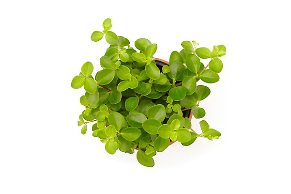 포토 JPG 스튜디오촬영 식물 계절 화분 화초 잎 생명 실내 누끼 사람없음 라이프 하이앵글 봄 원예식물 미니화분 국내포토 뷰포인트 내부 생활 파일형식