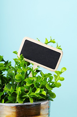 포토 JPG 스튜디오촬영 식물 계절 화분 화초 백그라운드 잎 생명 광고판 실내 근접촬영 사람없음 라이프 봄 팻말 알림 원예식물 국내포토 뷰포인트 프레임 알림판 내부 생활 판 파일형식