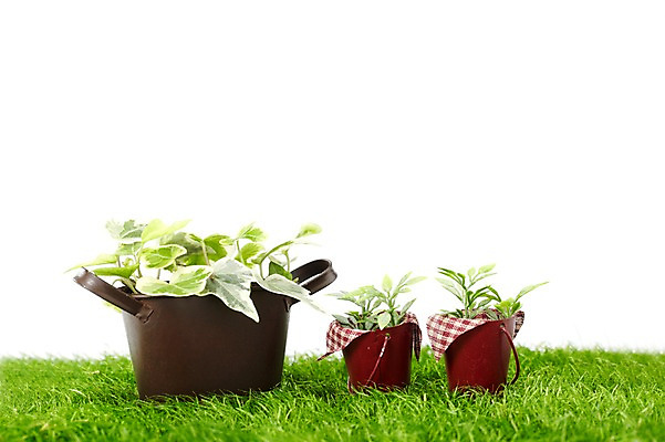 포토 JPG 스튜디오촬영 식물 계절 화분 화초 잎 생명 실내 누끼 잔디 사람없음 라이프 봄 원예식물 양철화분 국내포토 내부 생활 파일형식