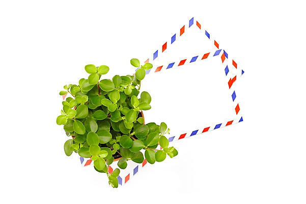 포토 JPG 스튜디오촬영 식물 계절 화분 화초 잎 생명 봉투 편지봉투 실내 누끼 사람없음 라이프 하이앵글 종이봉투 봄 원예식물 미니화분 국내포토 뷰포인트 내부 생활 편지 파일형식