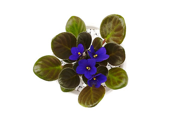 포토 JPG 스튜디오촬영 식물 계절 꽃 화분 화초 컬러 잎 생명 실내 누끼 사람없음 라이프 하이앵글 보라색 봄 들꽃 제비꽃 원예식물 미니화분 국내포토 뷰포인트 내부 생활 파일형식