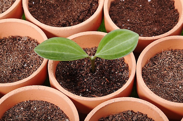 포토 JPG 스튜디오촬영 식물 계절 화분 화초 백그라운드 잎 생명 실내 근접촬영 사람없음 라이프 하이앵글 새싹 흙 봄 원예식물 배양토 국내포토 뷰포인트 내부 생활 파일형식