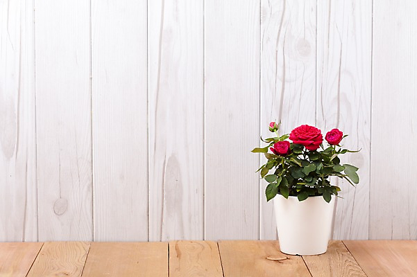 포토 JPG 스튜디오촬영 식물 계절 꽃잎 꽃 화분 화초 백그라운드 잎 생명 실내 사람없음 라이프 장미 봄 원예식물 국내포토 내부 생활 파일형식