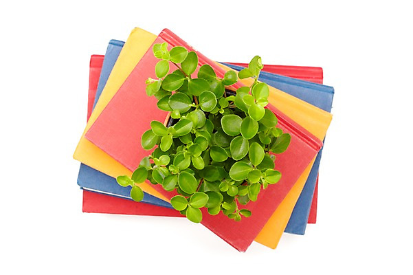 포토 JPG 스튜디오촬영 식물 계절 표지 화분 화초 백그라운드 잎 생명 실내 누끼 사람없음 라이프 간행물 책 하이앵글 쌓기 봄 커버 오브젝트 여러권 문학 양장본 원예식물 미니화분 국내포토 뷰포인트 다수 모션 내부 생활 파일형식