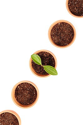 포토 JPG 스튜디오촬영 식물 계절 화분 화초 잎 생명 실내 누끼 근접촬영 사람없음 라이프 하이앵글 새싹 흙 봄 일렬 원예식물 배양토 국내포토 뷰포인트 내부 생활 파일형식