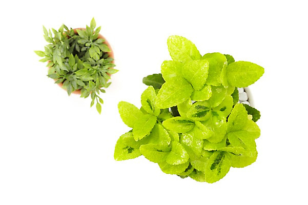 포토 JPG 스튜디오촬영 식물 계절 화분 화초 잎 생명 실내 누끼 사람없음 라이프 하이앵글 봄 원예식물 미니화분 미니사철 상록넉줄고사리 국내포토 뷰포인트 내부 생활 파일형식