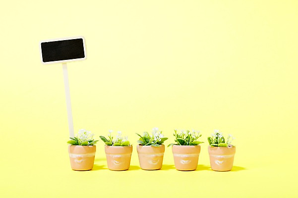 포토 JPG 스튜디오촬영 식물 계절 꽃잎 꽃 화분 화초 백그라운드 잎 생명 광고판 실내 근접촬영 사람없음 라이프 여러개 봄 팻말 알림 일렬 원예식물 미니화분 국내포토 뷰포인트 다수 프레임 알림판 내부 생활 판 파일형식