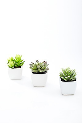 포토 JPG 스튜디오촬영 식물 계절 화분 화초 잎 생명 선인장 실내 누끼 근접촬영 사람없음 라이프 봄 일렬 원예식물 성미인 국내포토 뷰포인트 내부 생활 파일형식