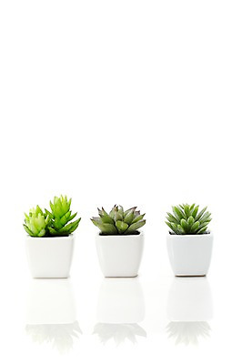 포토 JPG 스튜디오촬영 식물 계절 화분 화초 잎 생명 선인장 실내 누끼 근접촬영 사람없음 라이프 봄 일렬 원예식물 성미인 국내포토 뷰포인트 내부 생활 파일형식