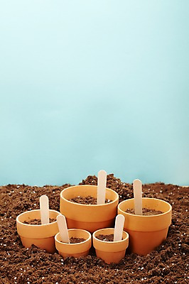 포토 JPG 스튜디오촬영 계절 화분 백그라운드 실내 사람없음 흙 봄 막대기 미니화분 배양토 국내포토 내부 파일형식