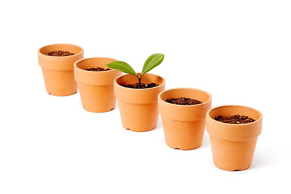 포토 JPG 스튜디오촬영 식물 계절 화분 화초 잎 생명 실내 누끼 근접촬영 사람없음 라이프 새싹 흙 봄 일렬 원예식물 배양토 국내포토 뷰포인트 내부 생활 파일형식