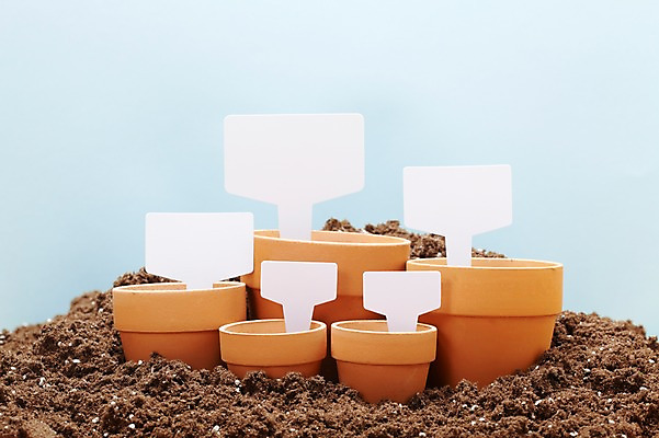 포토 JPG 스튜디오촬영 계절 화분 백그라운드 광고판 실내 사람없음 흙 봄 팻말 알림 미니화분 배양토 국내포토 프레임 알림판 내부 판 파일형식