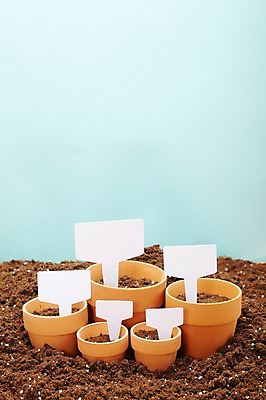 포토 JPG 스튜디오촬영 계절 화분 백그라운드 광고판 실내 사람없음 흙 봄 팻말 알림 미니화분 배양토 국내포토 프레임 알림판 내부 판 파일형식