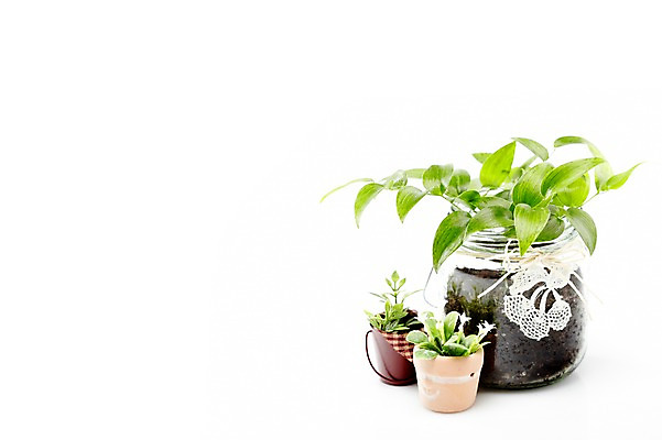 포토 JPG 스튜디오촬영 식물 계절 꽃잎 꽃 화분 화초 잎 생명 유리병 실내 누끼 사람없음 라이프 봄 병 원예식물 미니화분 스마일락스 국내포토 식기 병_용기 내부 생활 파일형식