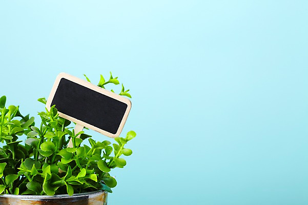 포토 JPG 스튜디오촬영 식물 계절 꽃잎 꽃 화분 화초 백그라운드 잎 생명 광고판 실내 근접촬영 사람없음 라이프 봄 팻말 알림 원예식물 국내포토 뷰포인트 프레임 알림판 내부 생활 판 파일형식