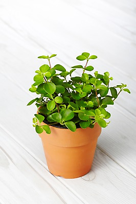 포토 JPG 스튜디오촬영 식물 계절 화분 화초 백그라운드 잎 생명 실내 사람없음 라이프 봄 원예식물 미니화분 국내포토 내부 생활 파일형식