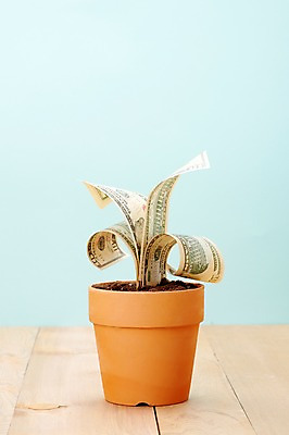 포토 JPG 스튜디오촬영 식물 화분 백그라운드 지폐 돈 실내 사람없음 달러 봄 외화 국내포토 계절 내부 금융 재산 파일형식