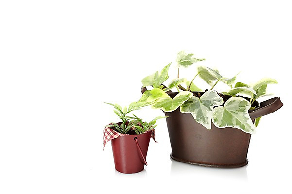 포토 JPG 스튜디오촬영 식물 계절 화분 화초 잎 생명 실내 누끼 사람없음 라이프 봄 원예식물 양철화분 국내포토 내부 생활 파일형식