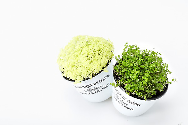 포토 JPG 스튜디오촬영 식물 계절 꽃잎 꽃 화분 화초 잎 생명 실내 사람없음 라이프 하이앵글 봄 원예식물 미니화분 천사의눈물 황금기린초 국내포토 뷰포인트 내부 생활 파일형식