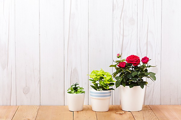 포토 JPG 스튜디오촬영 식물 계절 꽃잎 꽃 화분 화초 백그라운드 잎 생명 실내 사람없음 라이프 장미 봄 원예식물 미니사철 국내포토 내부 생활 파일형식