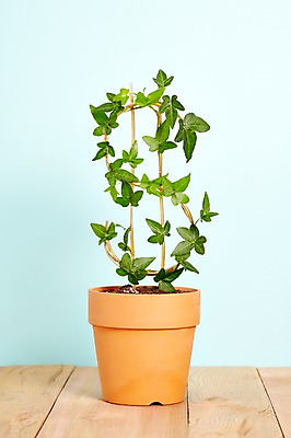 포토 JPG 스튜디오촬영 식물 계절 화분 화초 백그라운드 잎 생명 실내 사람없음 라이프 봄 담쟁이덩굴 아이비 원예식물 미니화분 국내포토 내부 생활 덩굴 파일형식