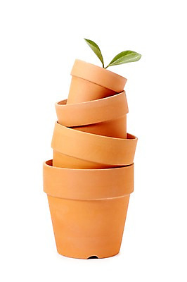 포토 JPG 스튜디오촬영 식물 계절 화분 화초 잎 생명 실내 누끼 사람없음 라이프 쌓기 새싹 여러개 봄 원예식물 국내포토 다수 모션 내부 생활 파일형식