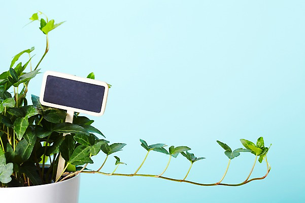 포토 JPG 스튜디오촬영 식물 계절 화분 화초 백그라운드 잎 생명 광고판 실내 근접촬영 사람없음 라이프 봄 팻말 알림 아이비 원예식물 국내포토 뷰포인트 프레임 알림판 내부 생활 판 파일형식