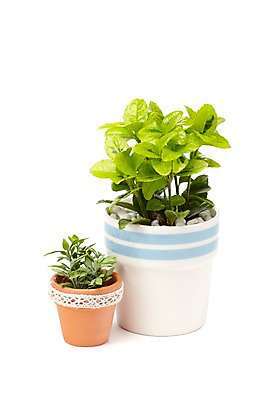 포토 JPG 스튜디오촬영 식물 계절 화분 화초 잎 생명 실내 누끼 사람없음 라이프 봄 원예식물 미니화분 미니사철 상록넉줄고사리 국내포토 내부 생활 파일형식