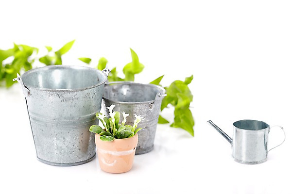 포토 JPG 스튜디오촬영 식물 계절 화분 화초 잎 생명 실내 사람없음 라이프 봄 물뿌리개 원예식물 국내포토 내부 생활 파일형식