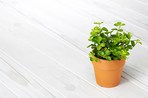 포토 JPG 스튜디오촬영 식물 계절 화분 화초 백그라운드 잎 생명 실내 사람없음 라이프 봄 원예식물 미니화분 국내포토 내부 생활 파일형식